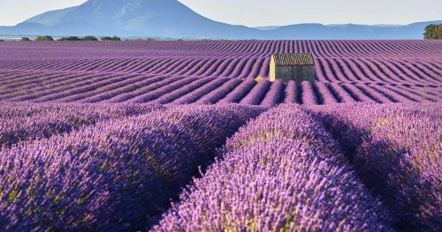 Sentieri Della Lavanda